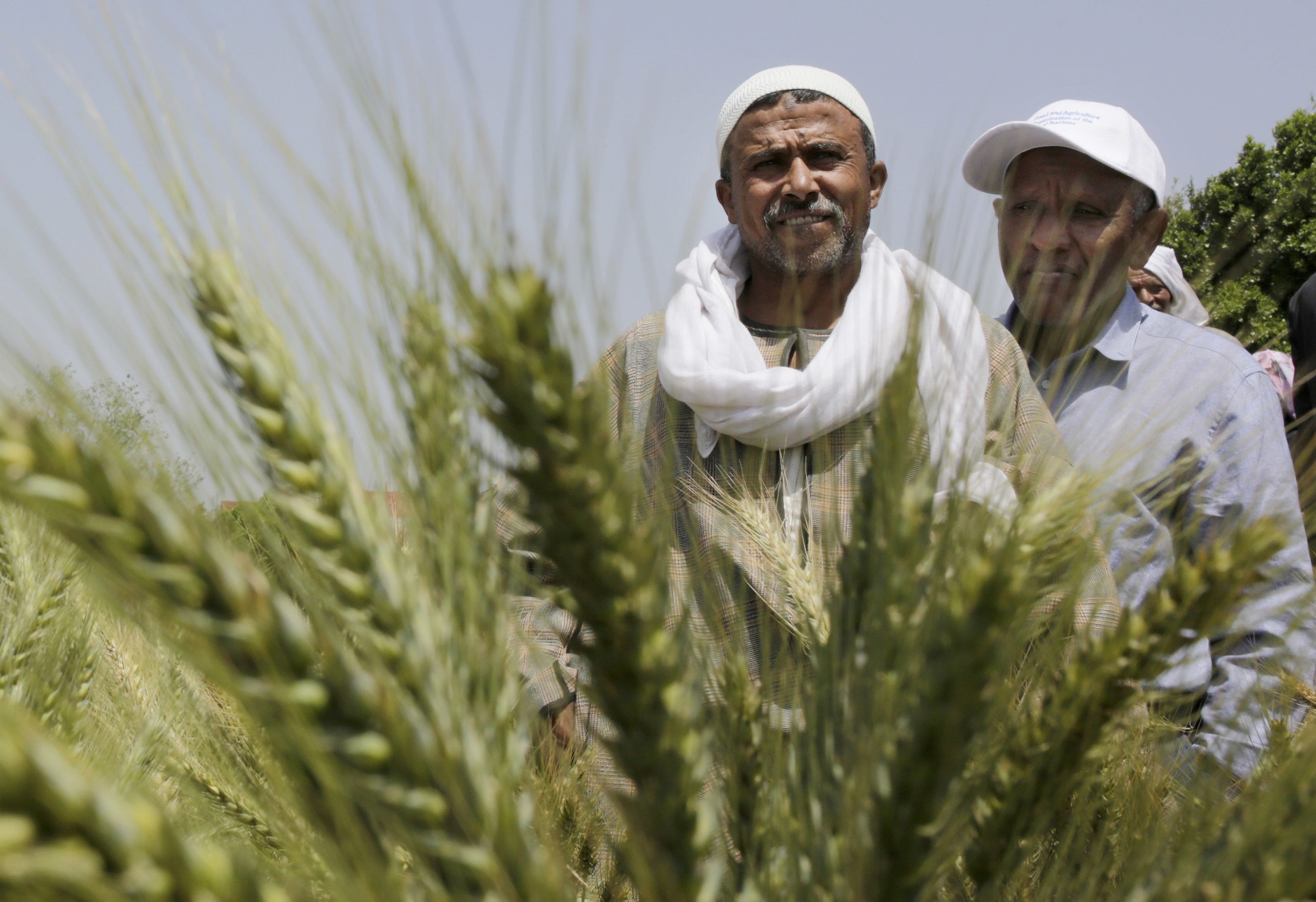 Greening the Egyptian Economy with Agriculture Middle East Institute